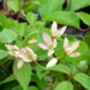 Clematis Marjorie, Personalised Gift, thumbnail 2 of 2