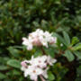 Scented Plant Gift Daphne Pink Perfume, thumbnail 2 of 2