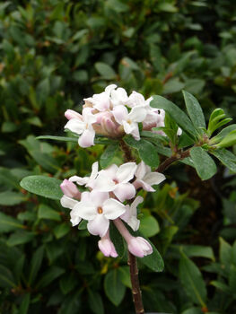 Scented Plant Gift Daphne Pink Perfume, 2 of 2