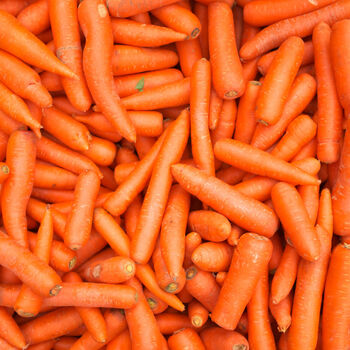 Carrot 'Chantenay' 18 X Plug Plant Pack, 6 of 6