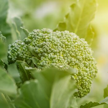 Broccoli 'Green Magic' 12 X Full Plant Pack, 5 of 5