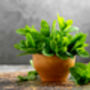 Mint Plants 'Peppermint', thumbnail 7 of 8