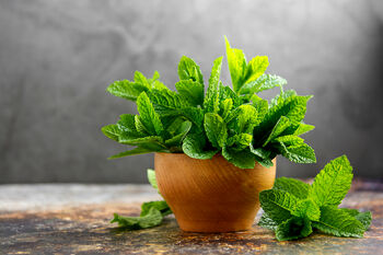 Mint Plants 'Peppermint', 7 of 8