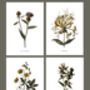 Framed Vintage Floral Art Prints: Set Of Four, thumbnail 2 of 8