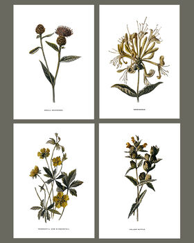 Framed Vintage Floral Art Prints: Set Of Four, 2 of 8