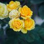 Miniature Rose 'Yellow' Plant In 2 L Pot, thumbnail 1 of 5