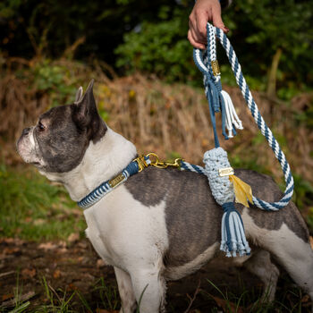 Make Your Own Blue Dog Lead Craft Kit, 7 of 7