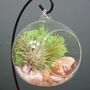 Diy Air Plant Terrarium Kit Hanging Terrarium Gift Forest Green, thumbnail 2 of 7