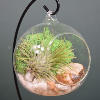 Diy Air Plant Terrarium Kit Hanging Terrarium Gift Forest Green, 2 of 7