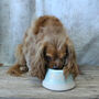 Personalised Spaniel Water Bowl Small Or Large, thumbnail 1 of 9