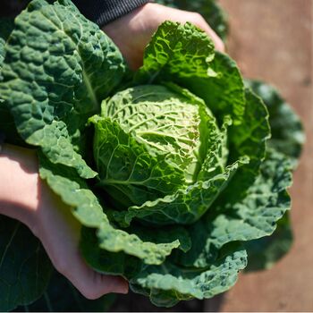 Vegetable Plants Cabbage 'Savoy' 12 X Plant Pack, 3 of 8