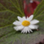 Hand Painted Daisy Brooch, thumbnail 2 of 4