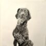 Original Charcoal Pet Portrait, thumbnail 6 of 10
