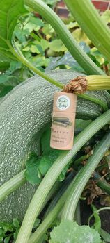 Marrow Seeds In A Seedtube, 6 of 6