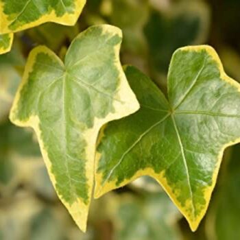 Houseplant Variegated Ivy 'Goldchild', 5 of 6