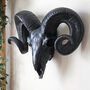 Decorative Black Ram Skull Wall Head, thumbnail 4 of 4