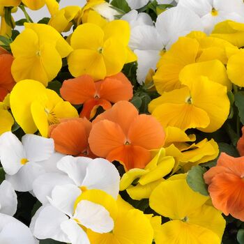 Pansy 'Citrus Mix' 20 X Full Plant Pack, 2 of 3