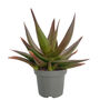 Aloe Black Gem Potted Succulent House Plant, thumbnail 5 of 6