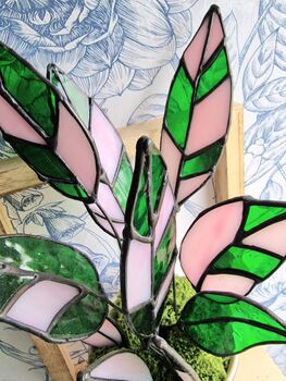 Stromanthe Princess Triostar Stained Glass Plant, 4 of 4
