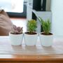 Succulent Trio In White Ceramic Pots – Indoor Plant Gift, thumbnail 1 of 2