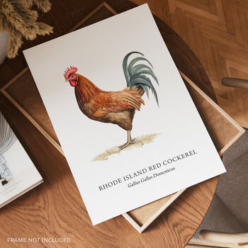 Rhode Island Red Cockerel Bird Print, 3 of 6