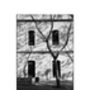 Tree And Windows, Barcelona Photographic Art Print, thumbnail 3 of 4