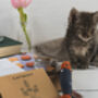Welcome Gift For A New Kitten Or Cat, thumbnail 2 of 6