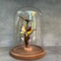 28cm Glass Display Cloche Dome – Bell Jar, thumbnail 8 of 9
