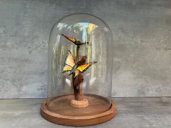 28cm Glass Display Cloche Dome – Bell Jar, 8 of 9