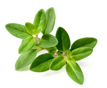 Herb English Thyme Two X 9cm Pots, 5 of 5