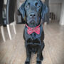 Rusty Red Harris Tweed Dog Bow Tie, thumbnail 2 of 2