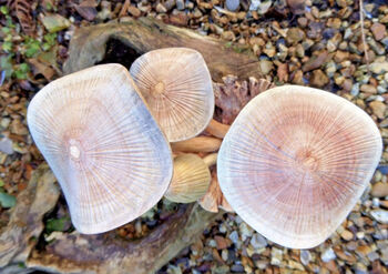 Wooden Mushrooms Ornament For Garden, 2 of 6