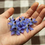 Botanical Greetings Card With Borage Seeds, thumbnail 2 of 7