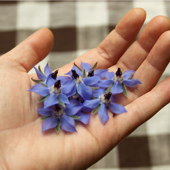 Botanical Greetings Card With Borage Seeds, 2 of 7