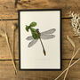 Y Is Yellow Side Clubtail Dragonfly Illustration Print, thumbnail 1 of 6
