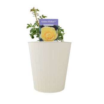 Golden Wishes Rose Bush – Compact Yellow Patio Rose, 2 of 4