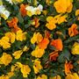 Pansy Delta 'Citrus Mix' 20 X Full Plant Pack, thumbnail 5 of 7