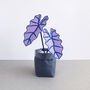 Small Lilac Elephant Ear Plant, thumbnail 1 of 1