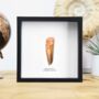 Spinosaurus Tooth Box Frame Real Authentic Jurassic Dinosaur Fossil Museum Quality Natural History Interior Design Home Decor Gift Ornament, thumbnail 1 of 4