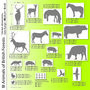Individual Animals Of British Forests Wall Stickers, thumbnail 3 of 5