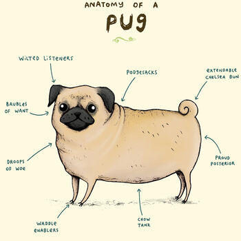 Anatomy Of A Pug Art Print By Sophie Corrigan, 3 of 4