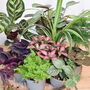 Cute Baby Terrarium Plants Plants Home Office Decor, thumbnail 1 of 5