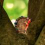 Fairy Door Garden Ornaments Mini 2pc Set Outdoor Pixies, thumbnail 12 of 12