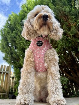 Dusky Pink Daisies Floral Dog Harness, 8 of 9