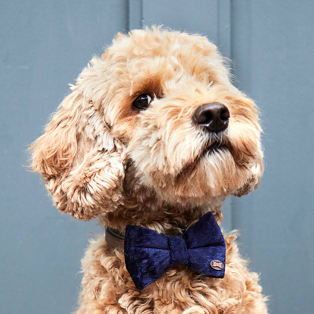 Party Luxe Velvet Dog Bow Ties, 1 of 12
