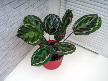 Calathea 'Medallion' Houseplant, 4 of 5