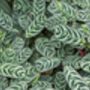 Houseplant Calathea 'Burle Marxii' Plant In 13cm Pot, thumbnail 4 of 5