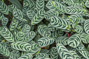 Houseplant Calathea 'Burle Marxii' Plant In 13cm Pot, 4 of 5
