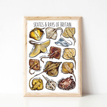 Skates And Rays Of Britain Greeting Card, 10 of 10