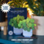 Chinese Money Plant Unkillable Houseplant Pop Out Card, thumbnail 1 of 4